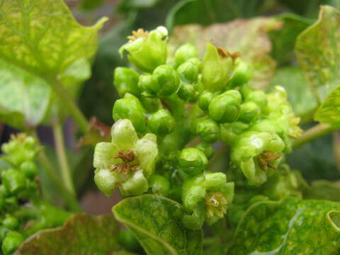 Image of Barbados nut