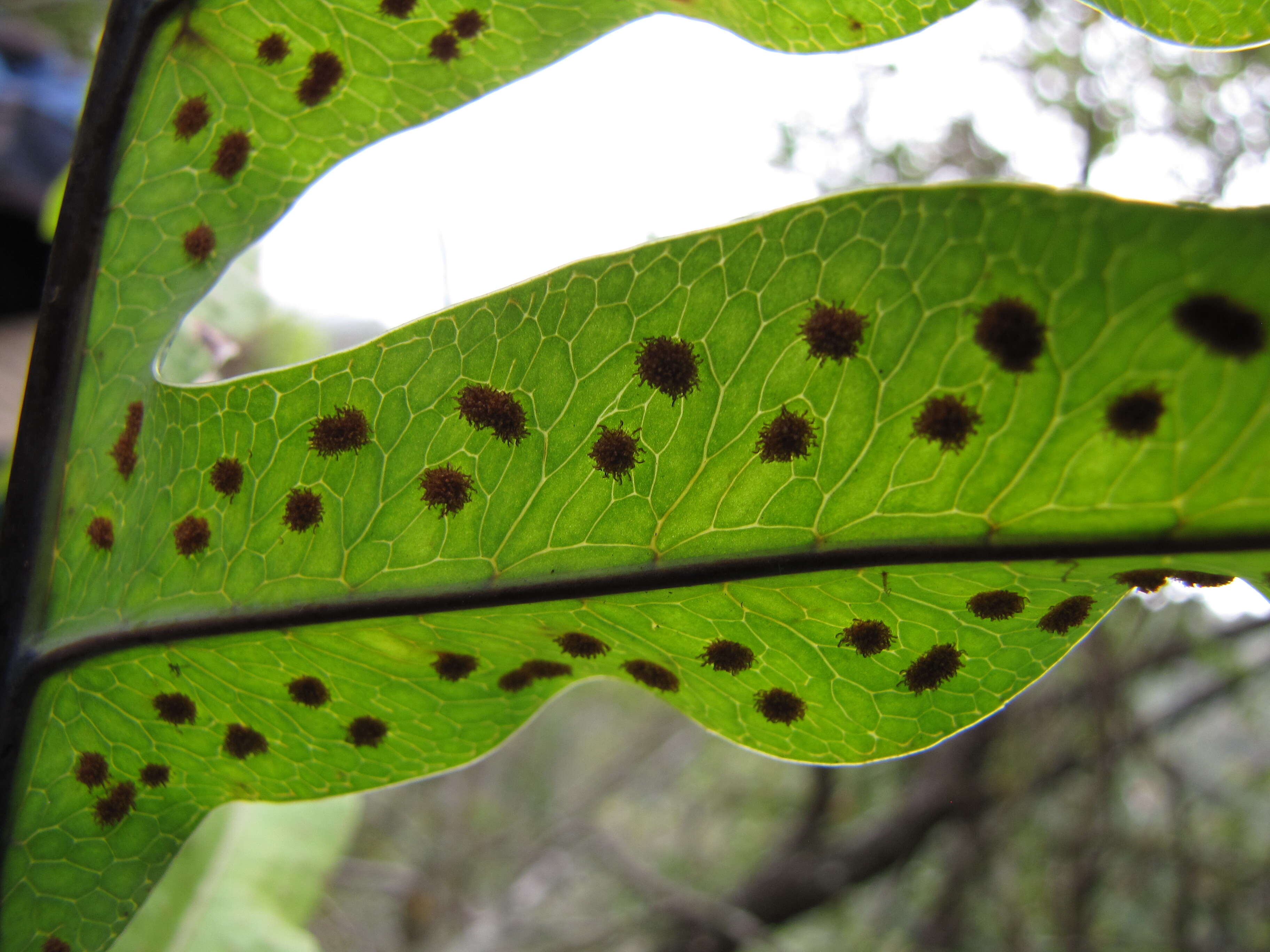 Image of golden polypody