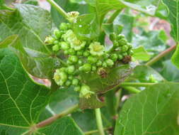 Image of Barbados nut