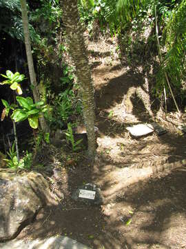 Image of pygmy date palm