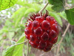 Слика од Rubus hawaiensis A. Gray