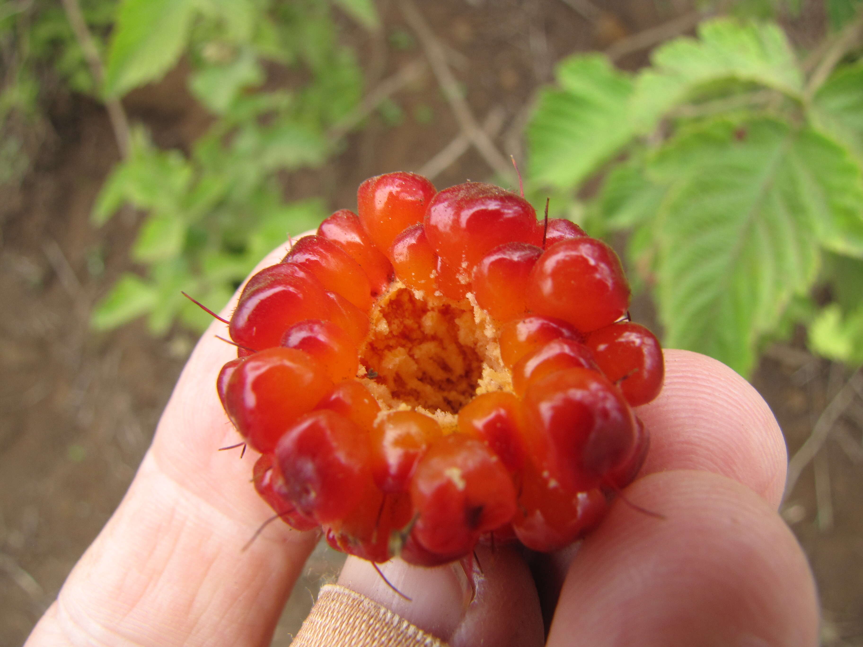 Слика од Rubus hawaiensis A. Gray