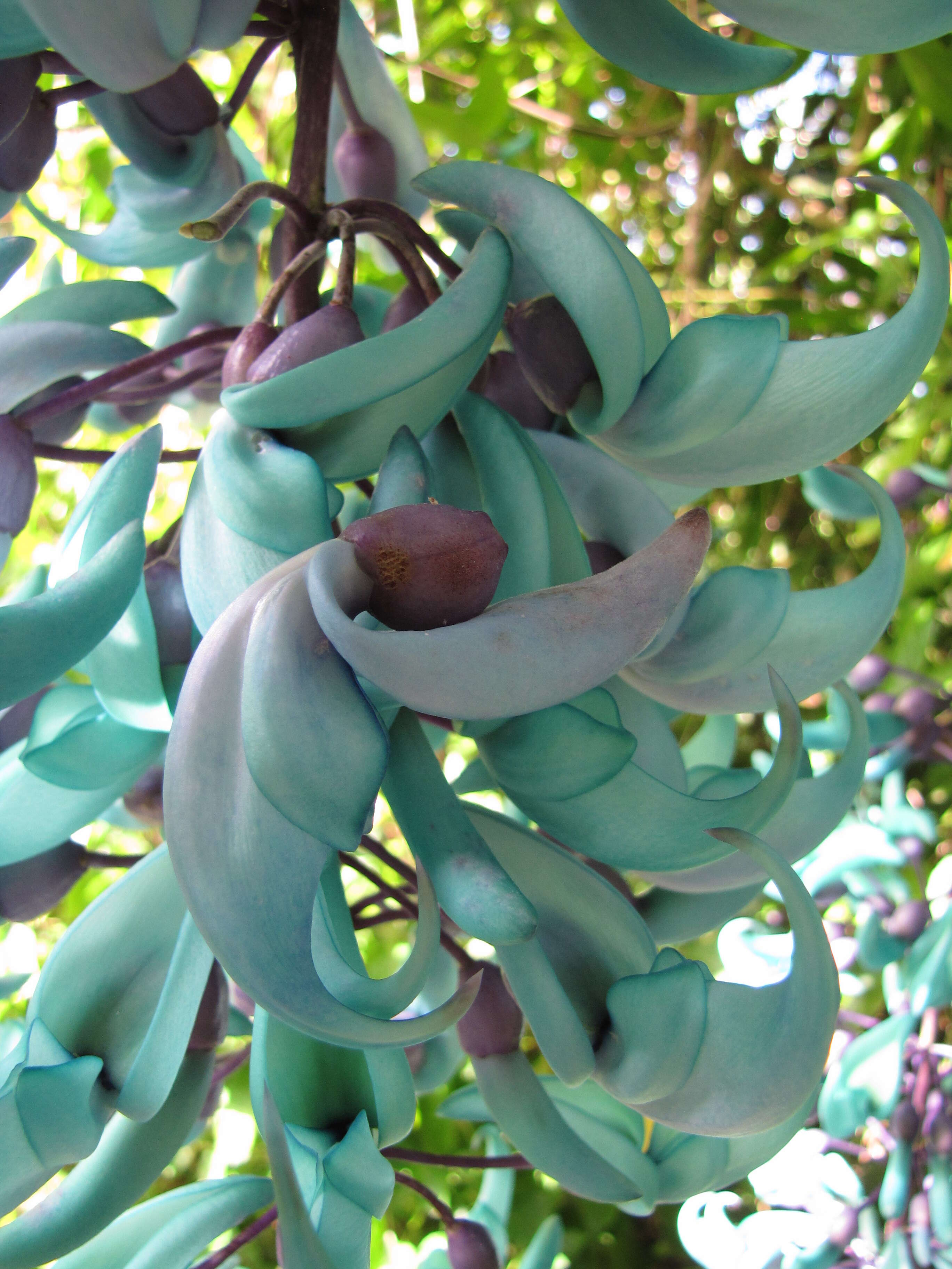 Image of Jade Vine