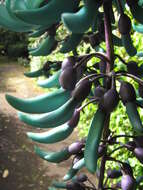 Image of Jade Vine