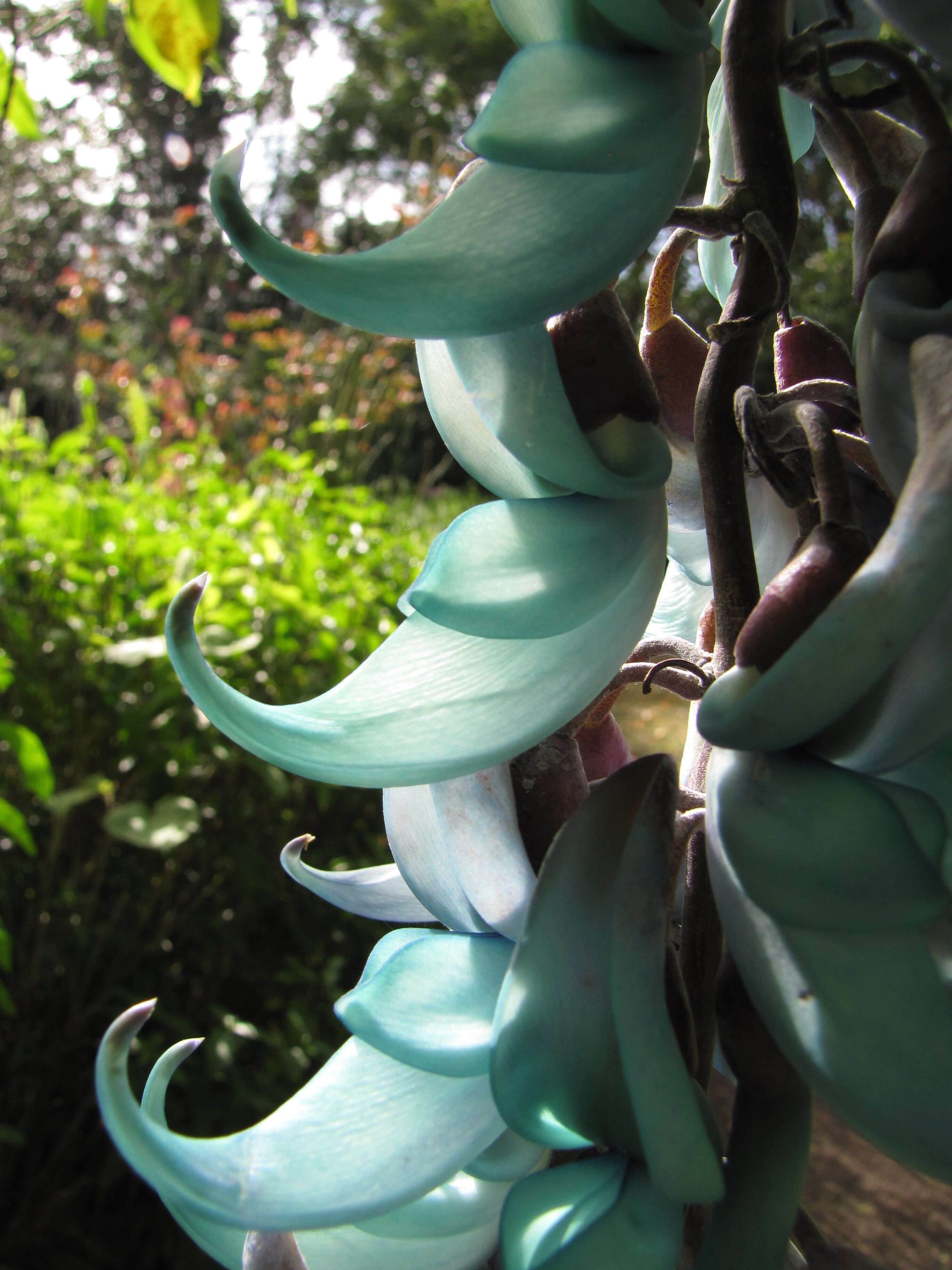 Image of Jade Vine