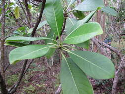 Image of forest wild coffee