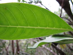 Image of forest wild coffee