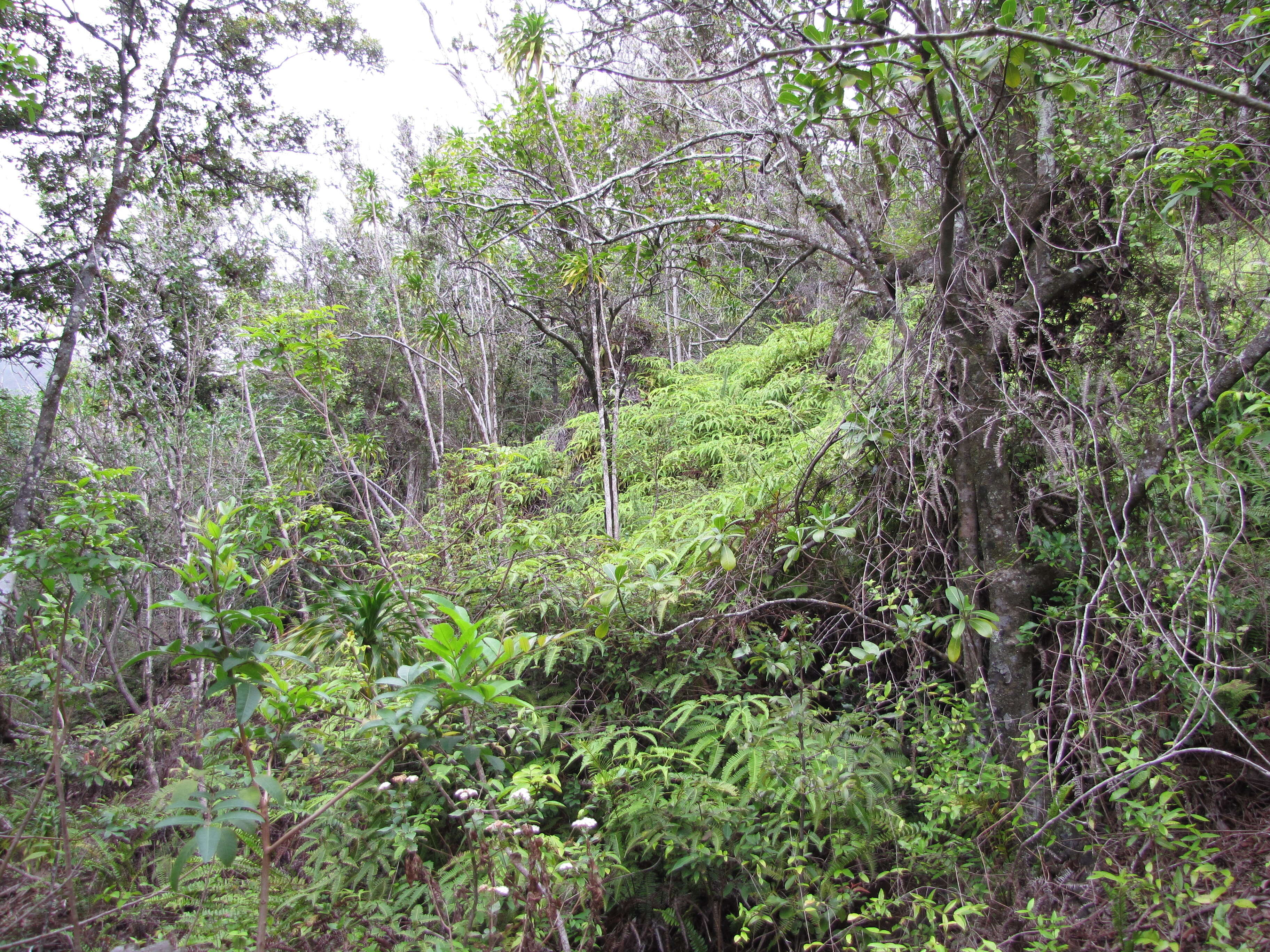 Plancia ëd Psychotria mariniana (Cham. & Schltdl.) Fosberg