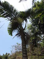 Image of Bottle Palm