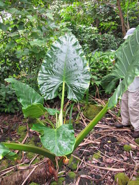 Imagem de Alocasia macrorrhizos (L.) G. Don