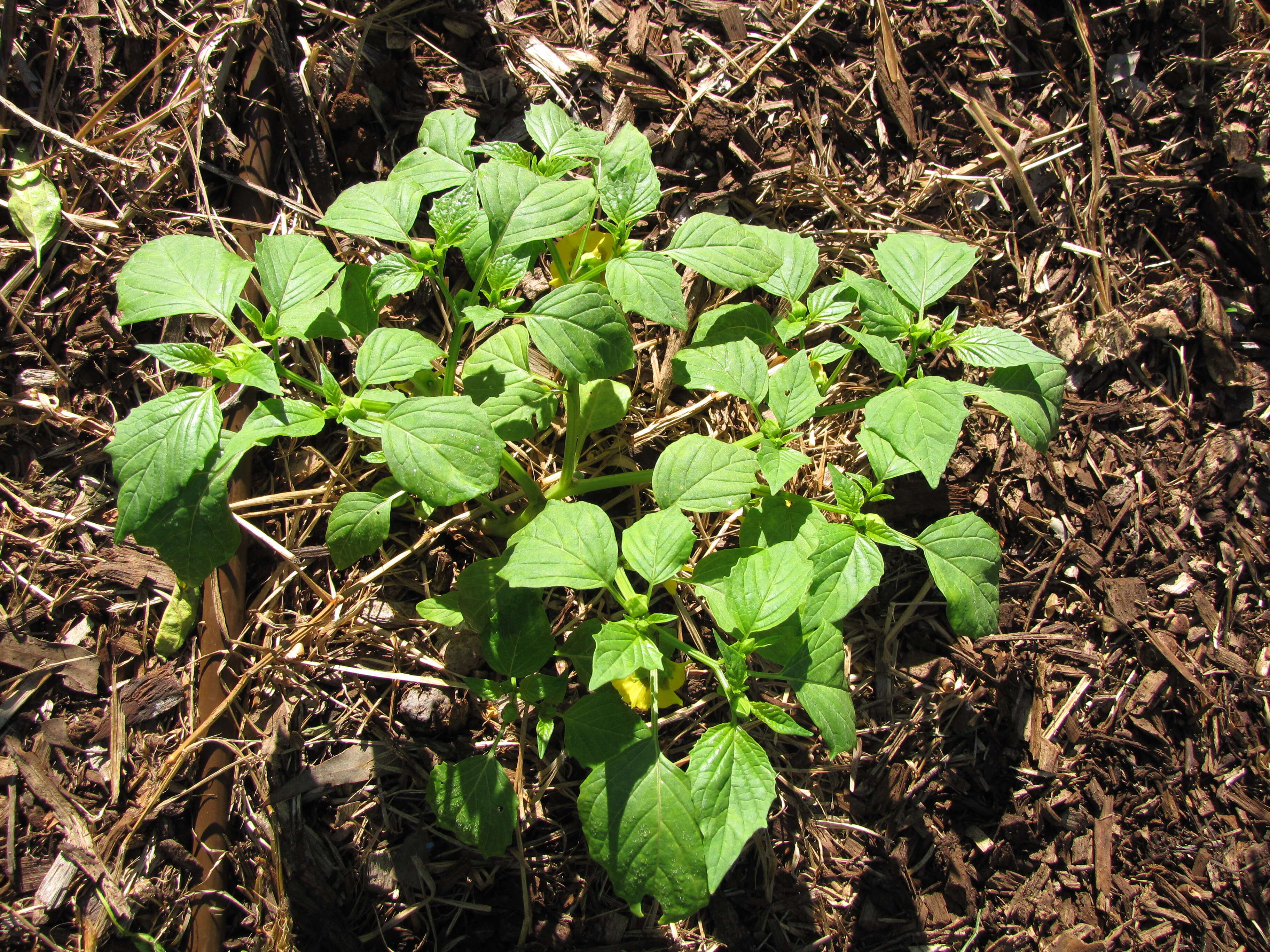 Image of Mexican groundcherry