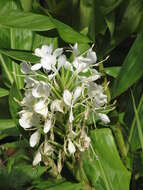 Imagem de Hedychium coronarium J. Koenig