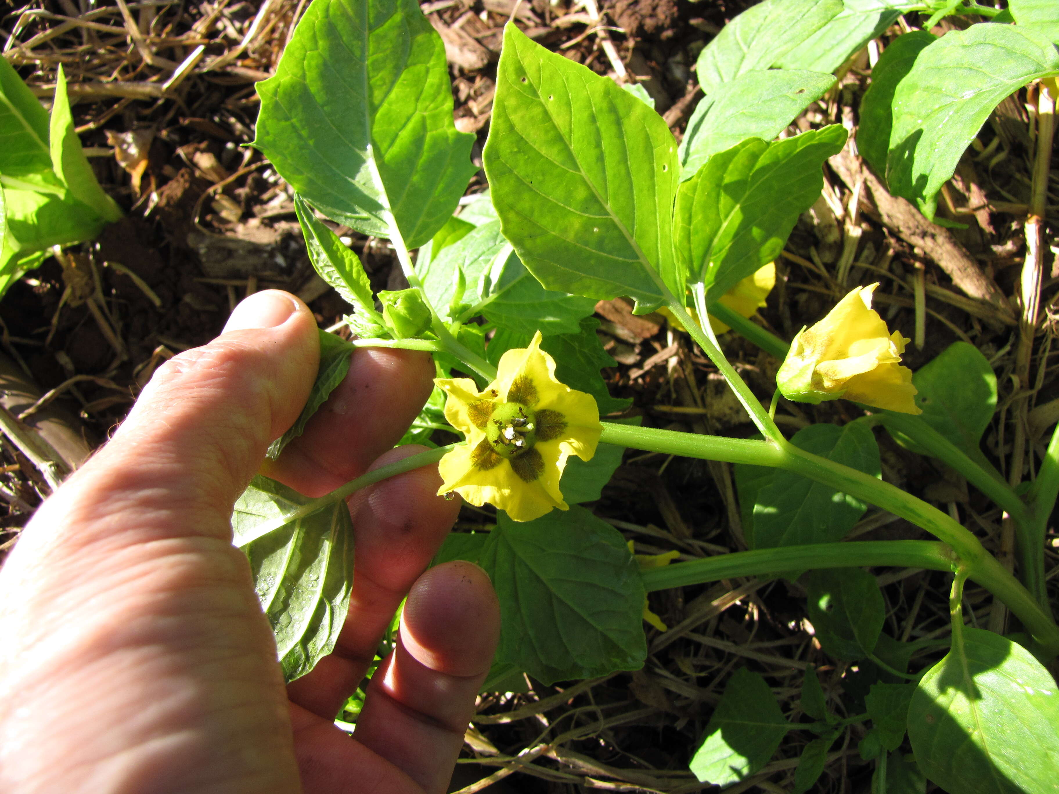 Image de Tomatille