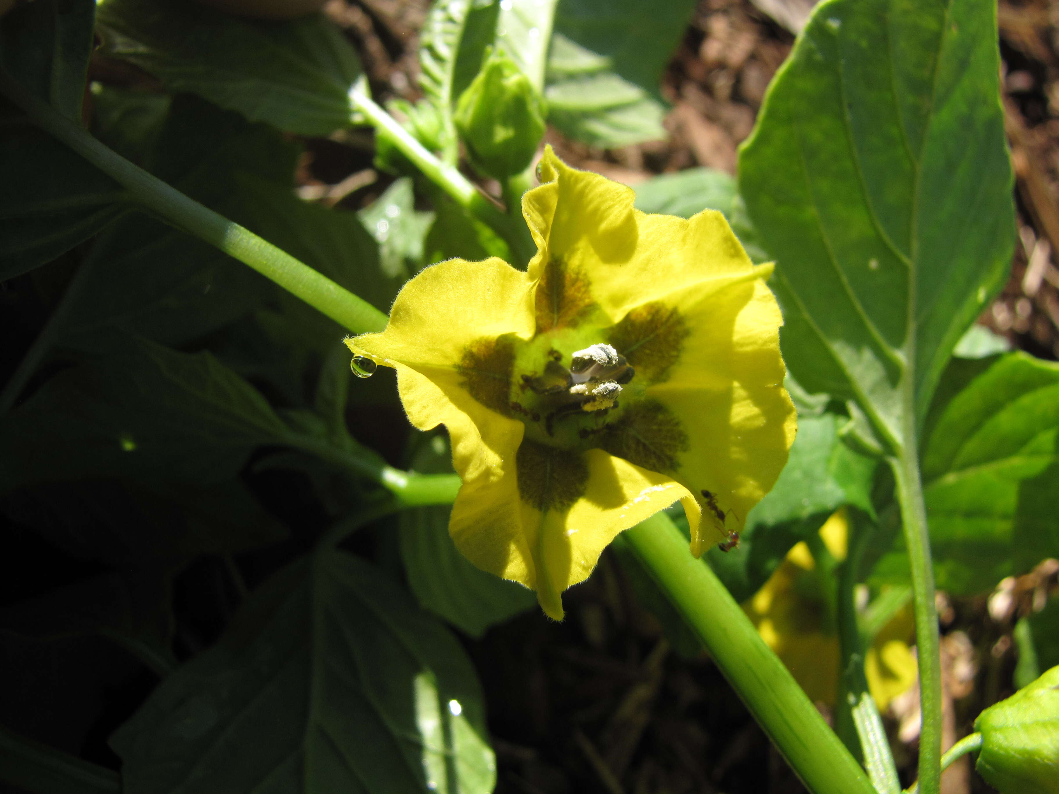 Image de Tomatille