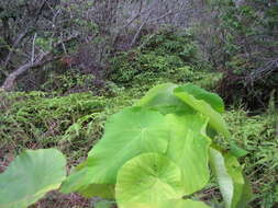 Image of parasol leaf tree