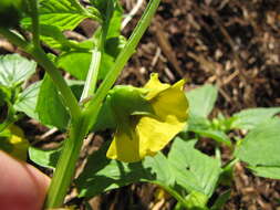 Image of Mexican groundcherry