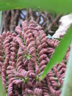 Image of Burmese fishtail palm