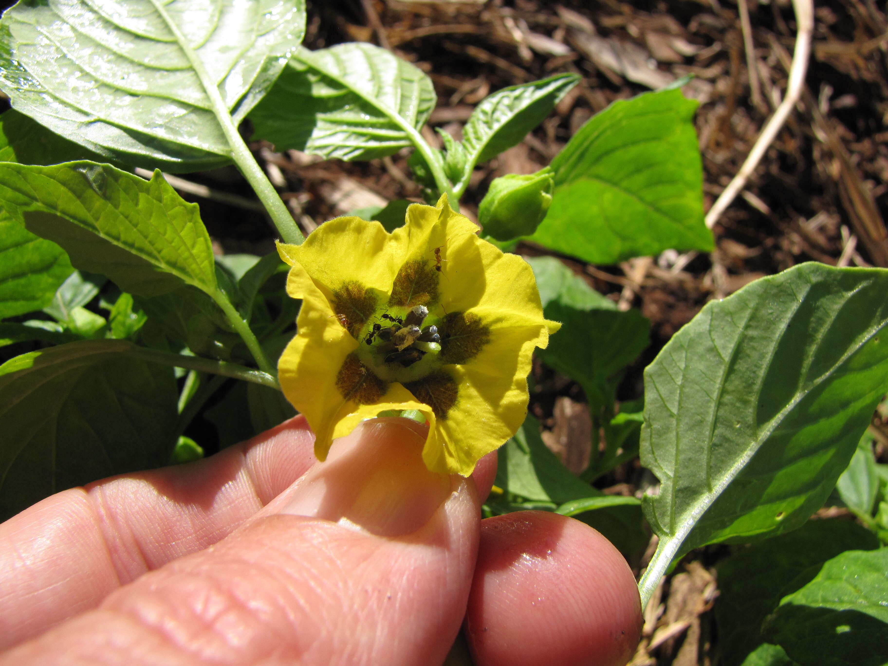 Image of Mexican groundcherry