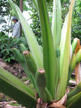 Imagem de Alocasia macrorrhizos (L.) G. Don