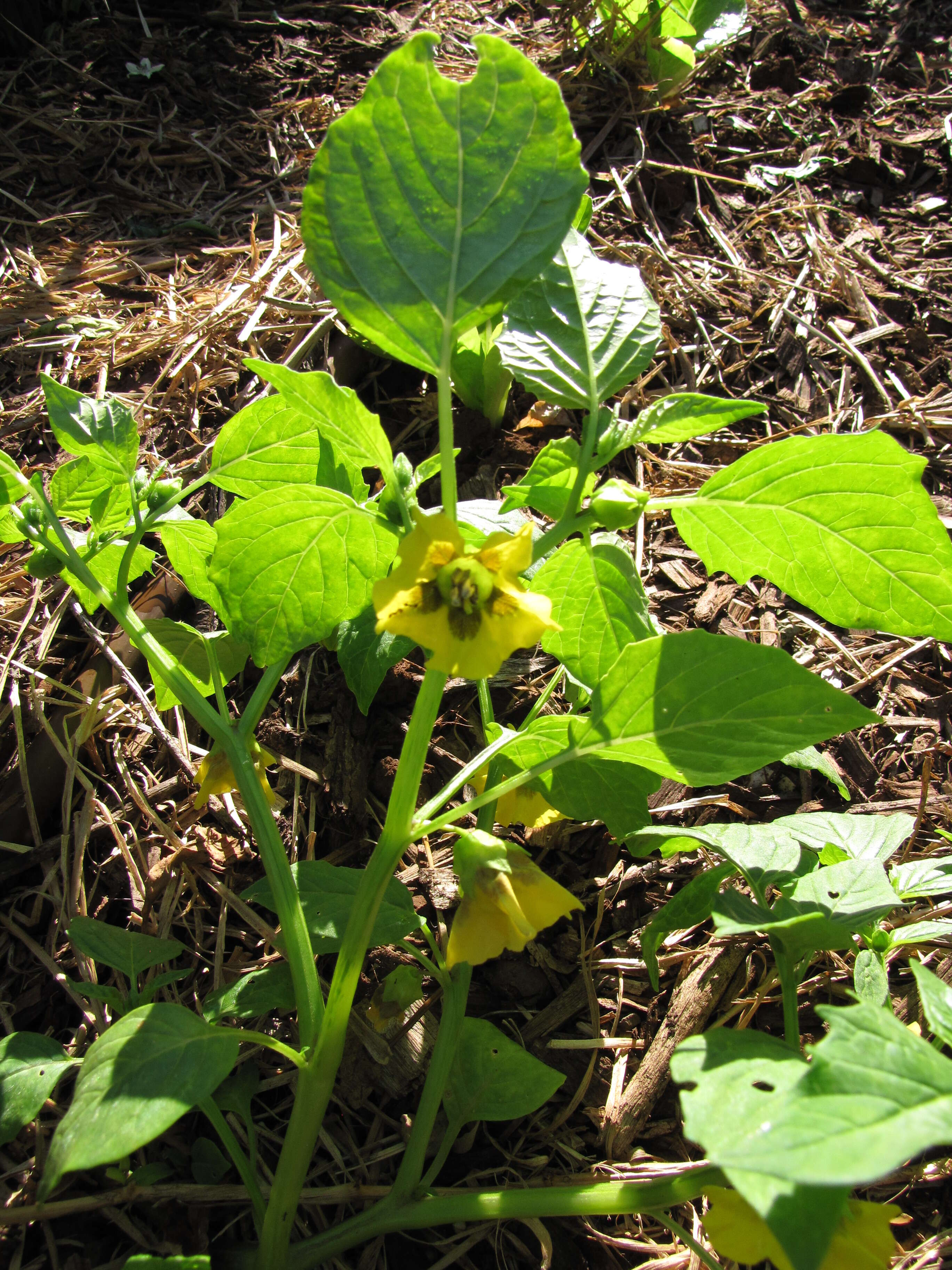 Image of Mexican groundcherry