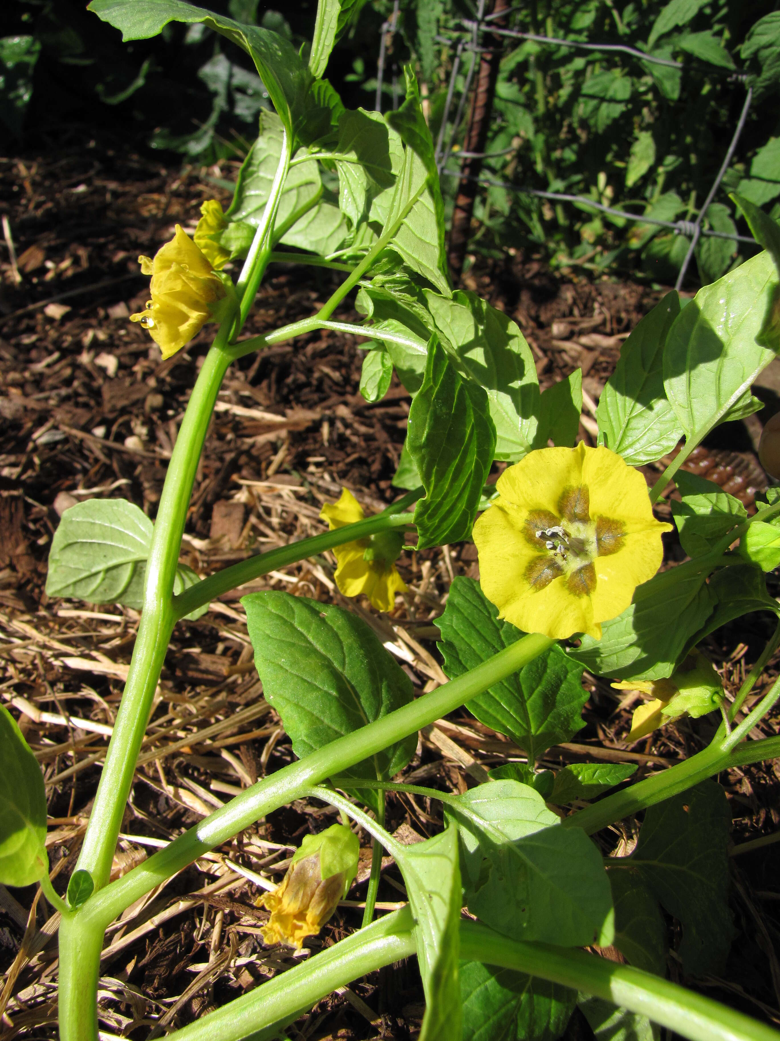 Image de Tomatille