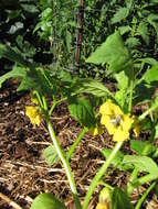 Image of Mexican groundcherry