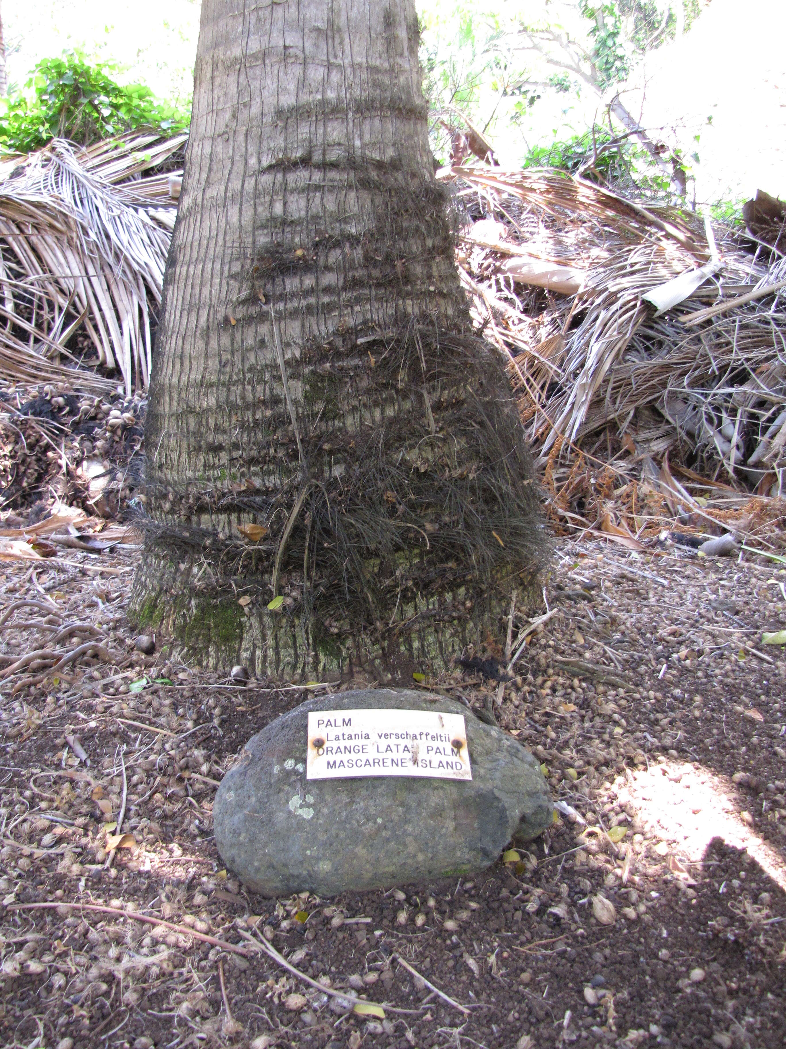 Image of Latania verschaffeltii Lem.