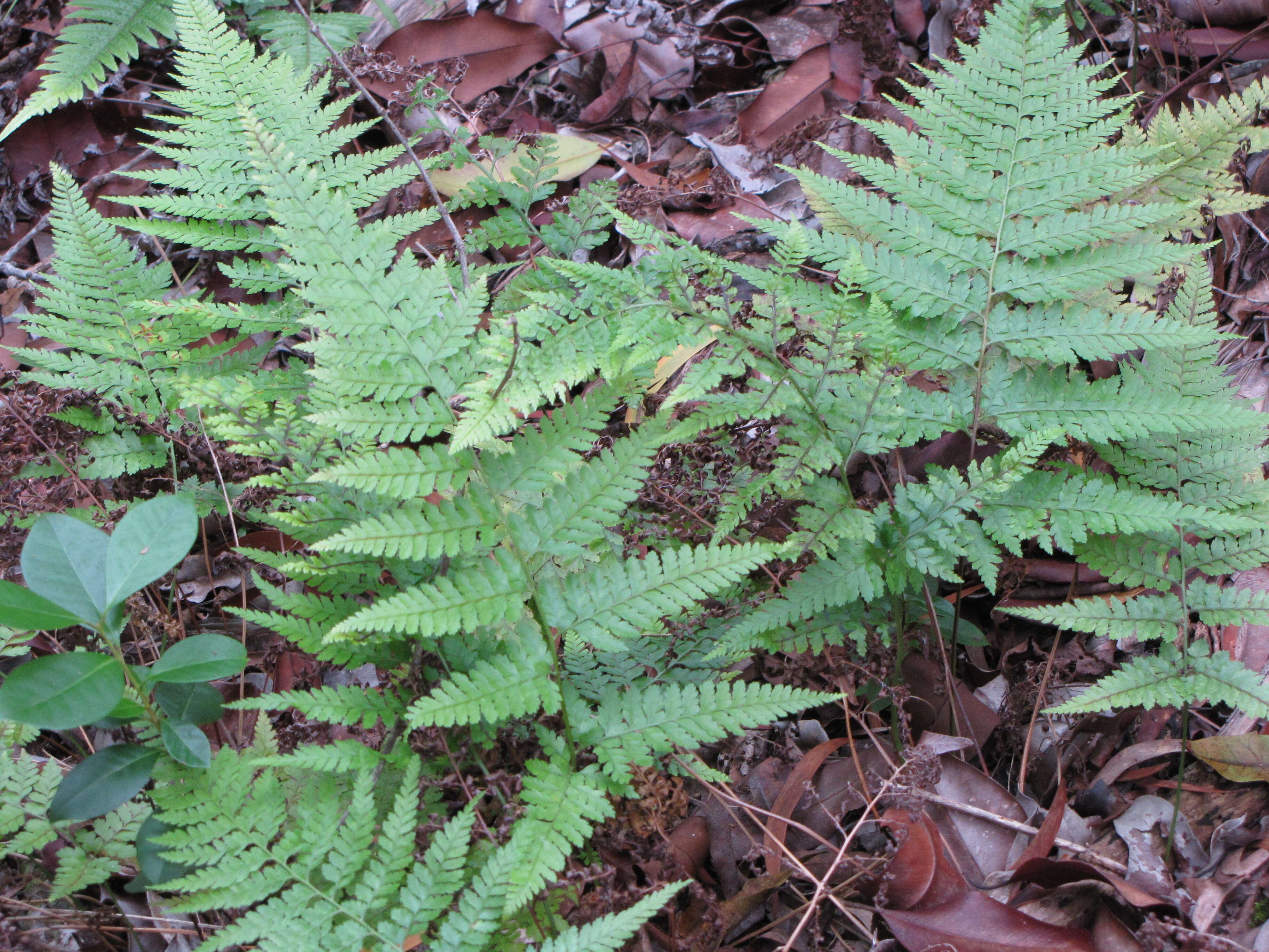 Microlepia strigosa (Thunb.) C. Presl resmi