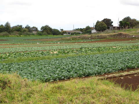 Image of white cabbage