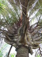 Image of Triangle palm