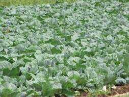 Image of white cabbage