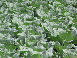 Image of white cabbage