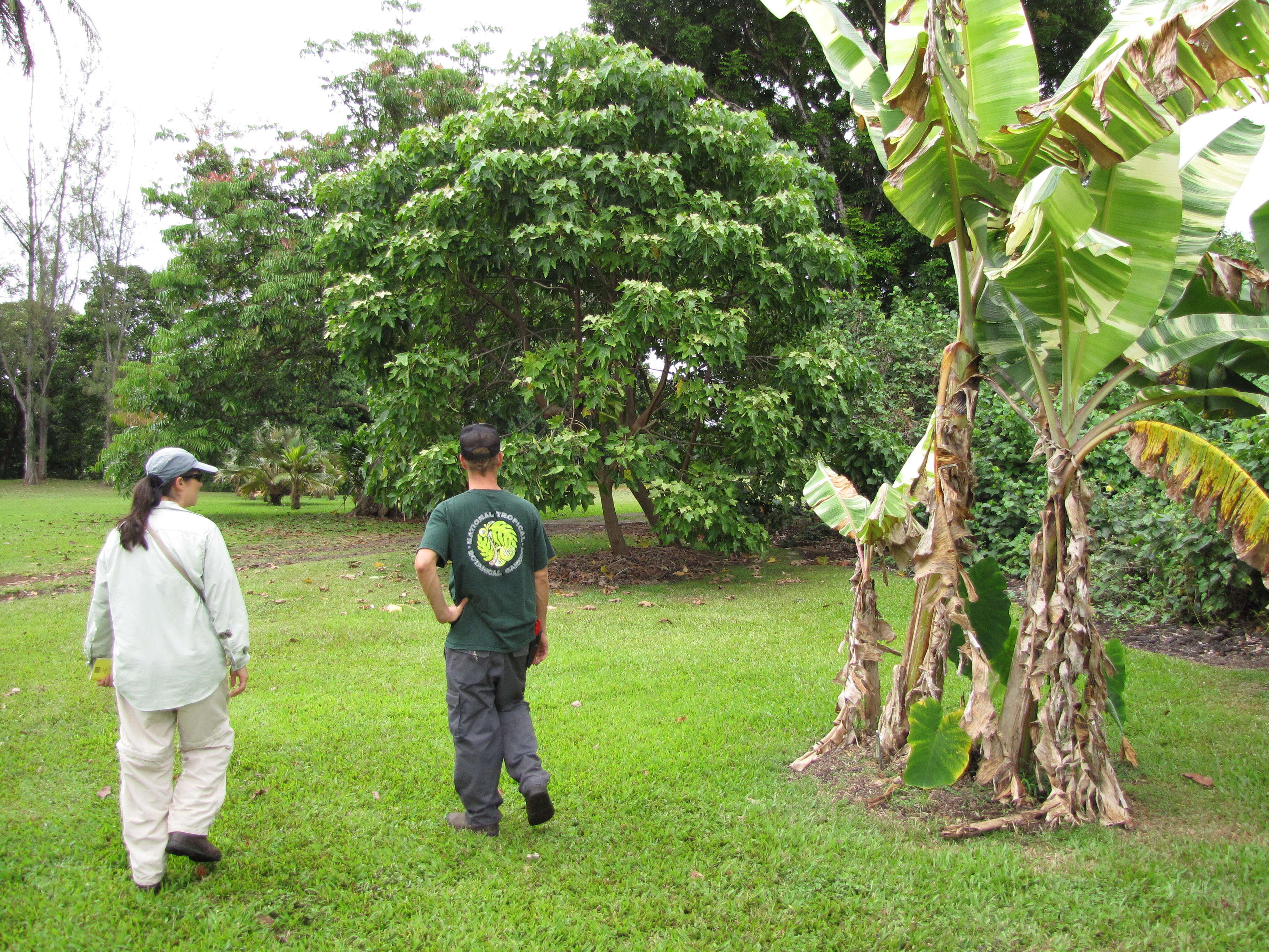 Image de figue banane