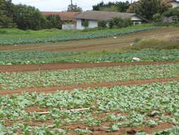 Image of white cabbage