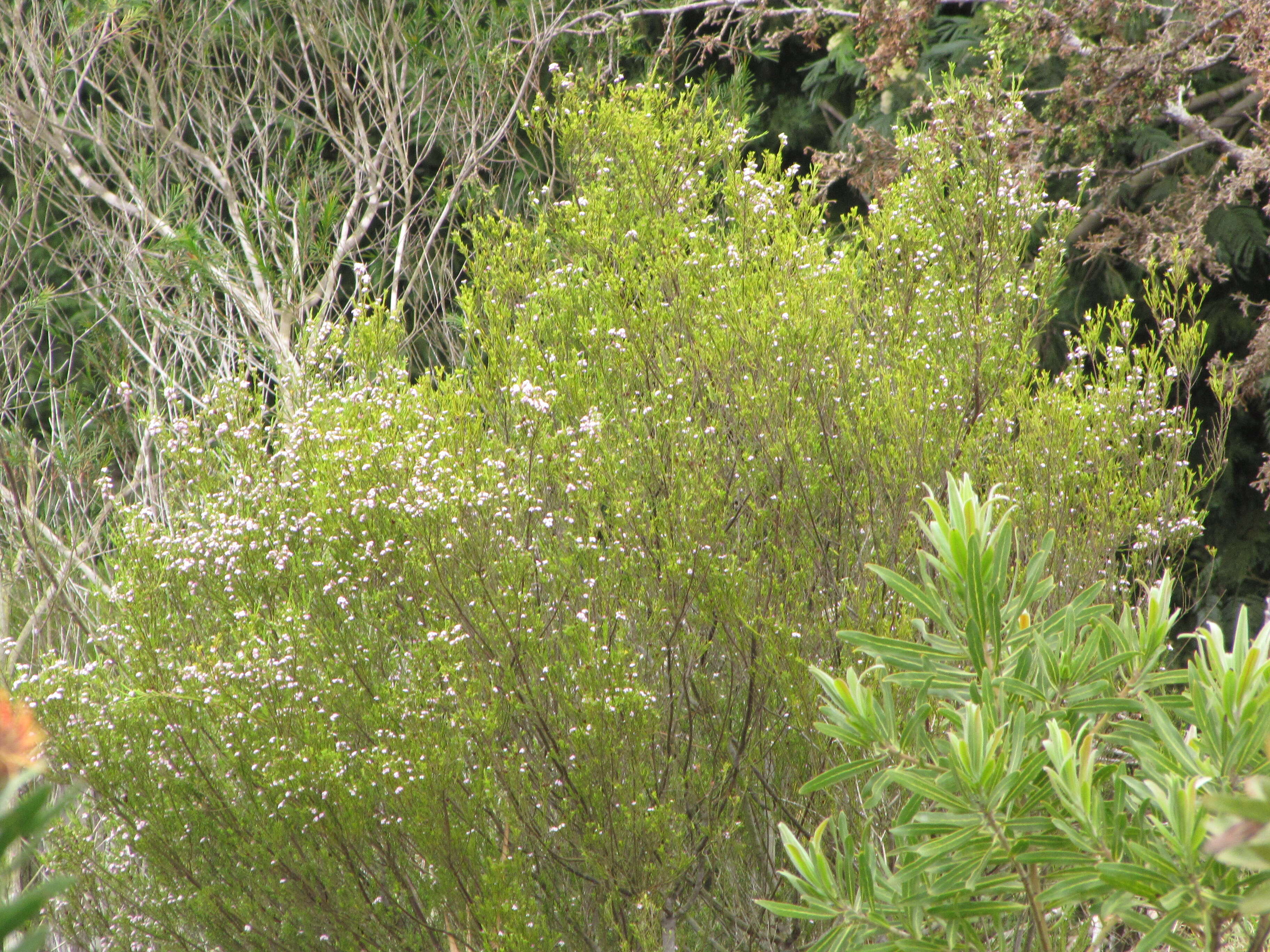 Ozothamnus diosmifolius (Vent.) DC. resmi