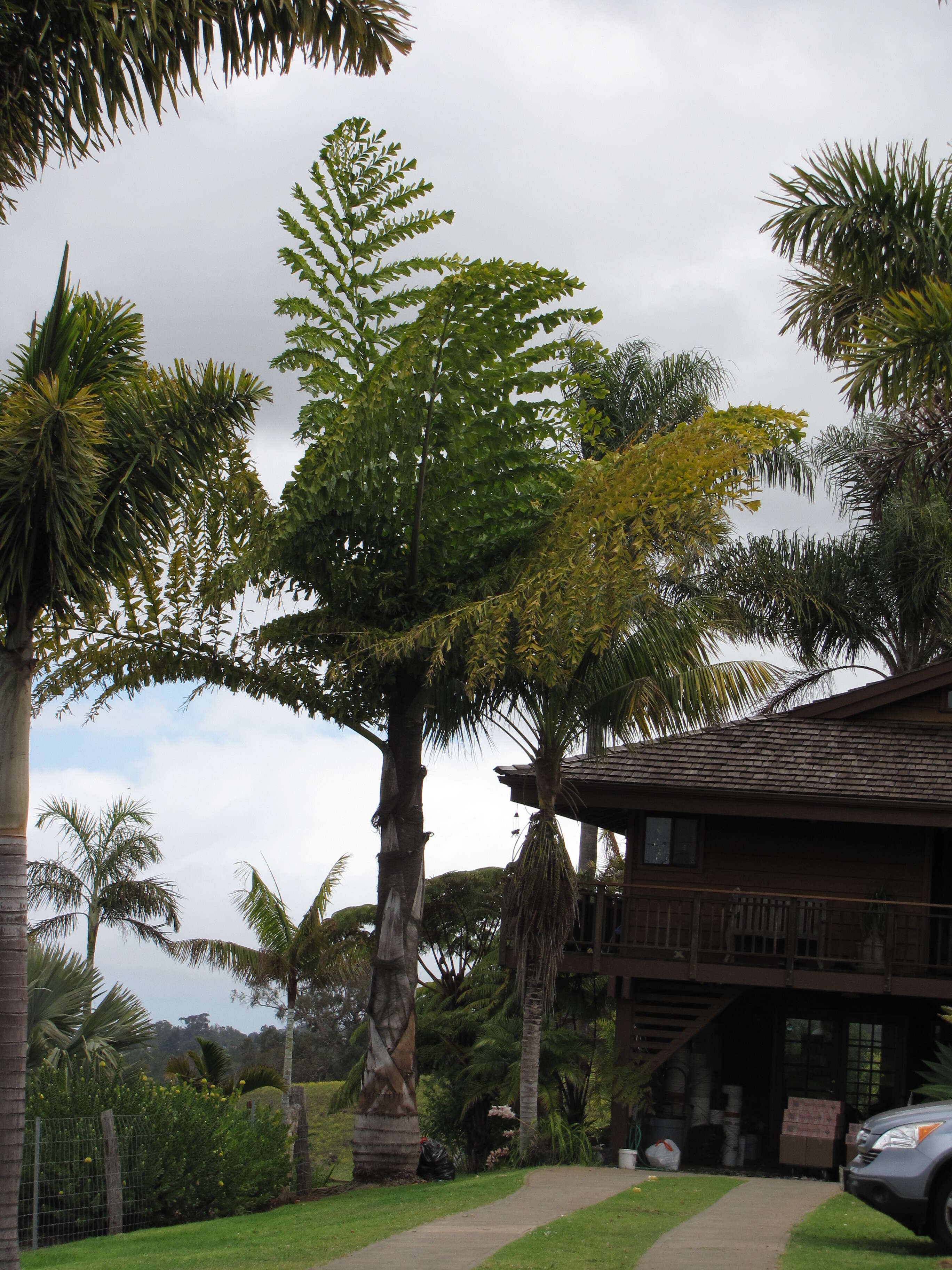 Image of Caryota no Becc.