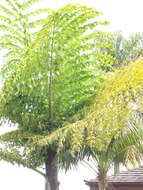 Caryota no Becc. resmi