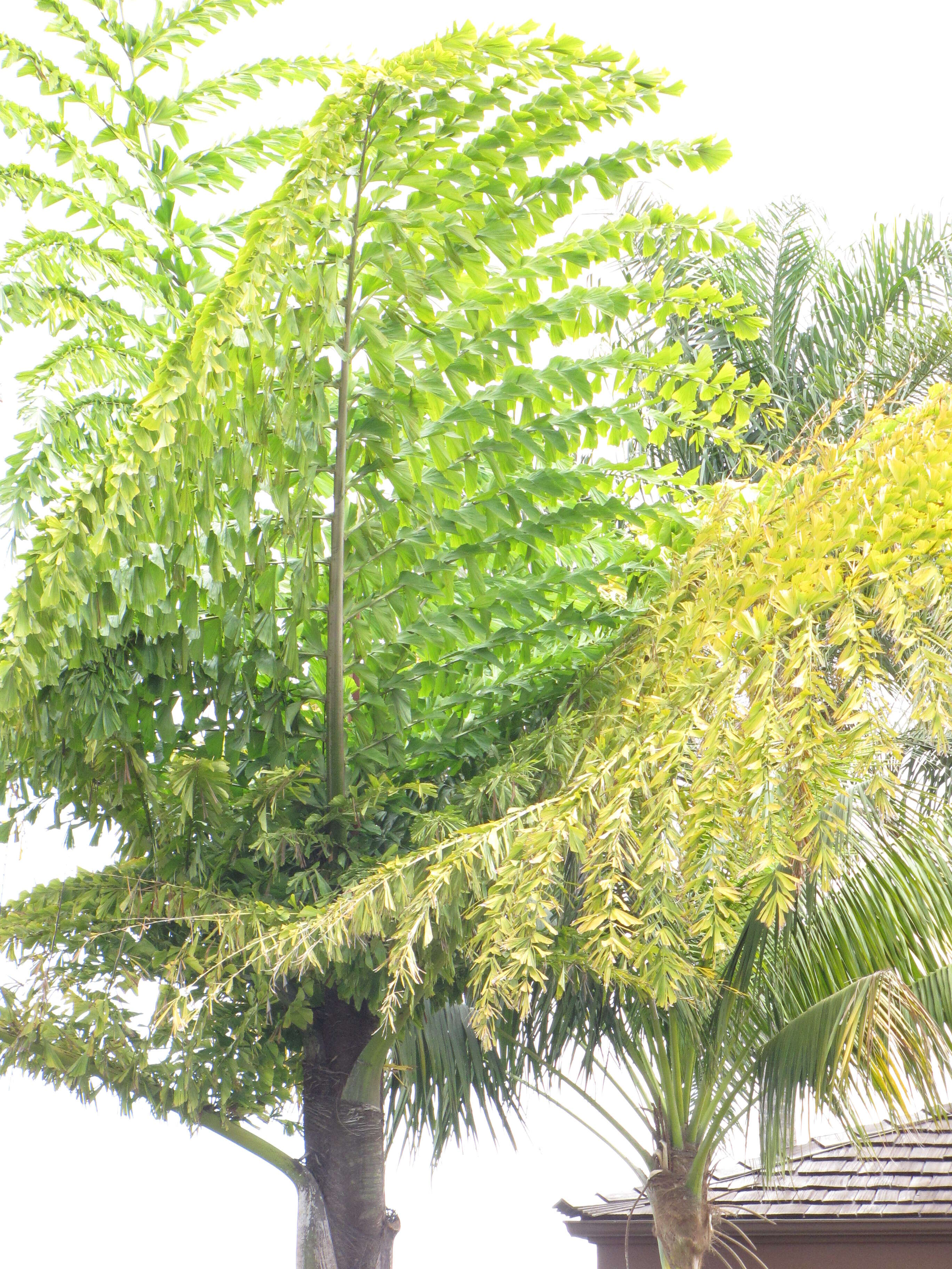 Caryota no Becc. resmi