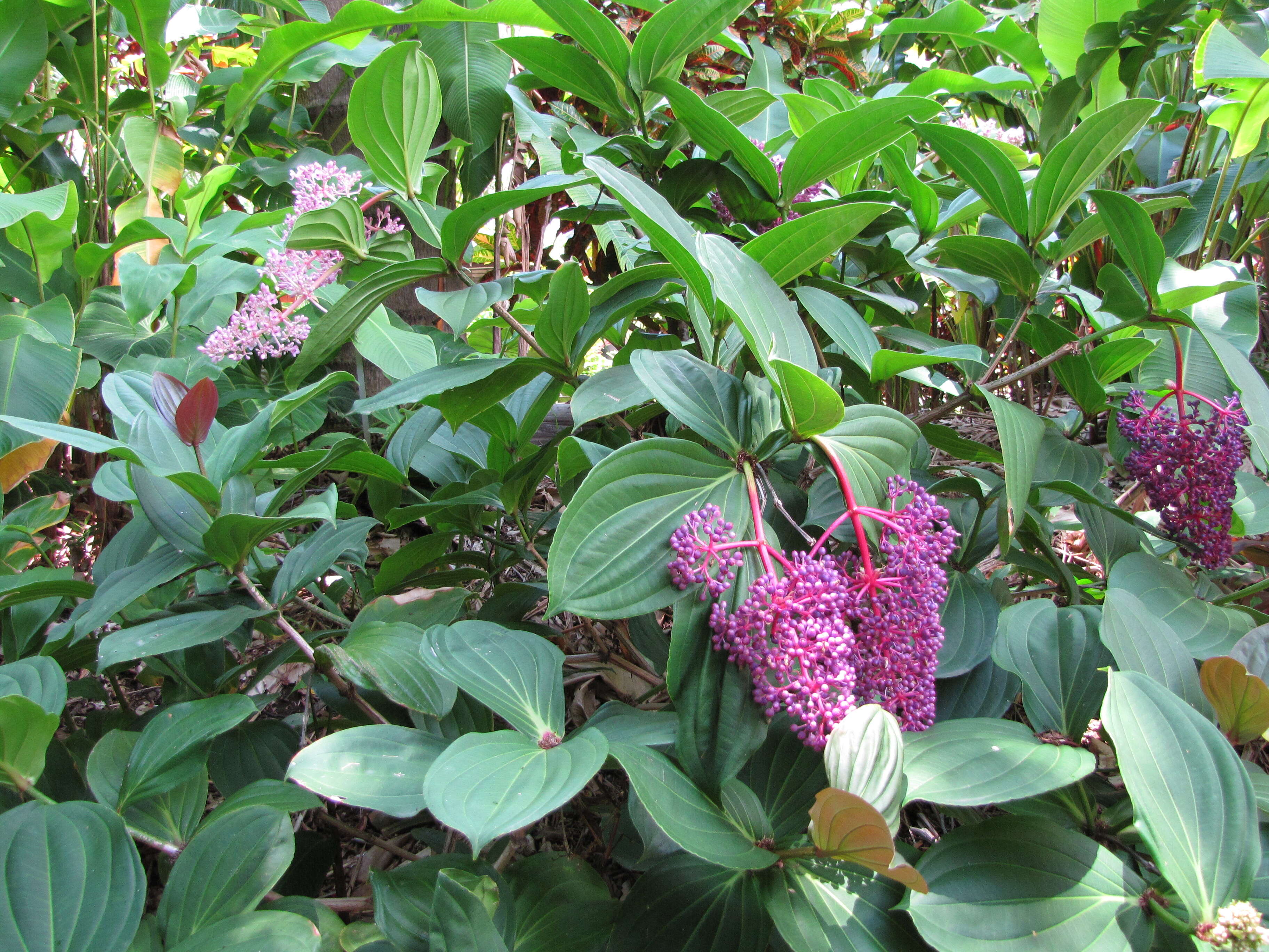 Image of medinilla