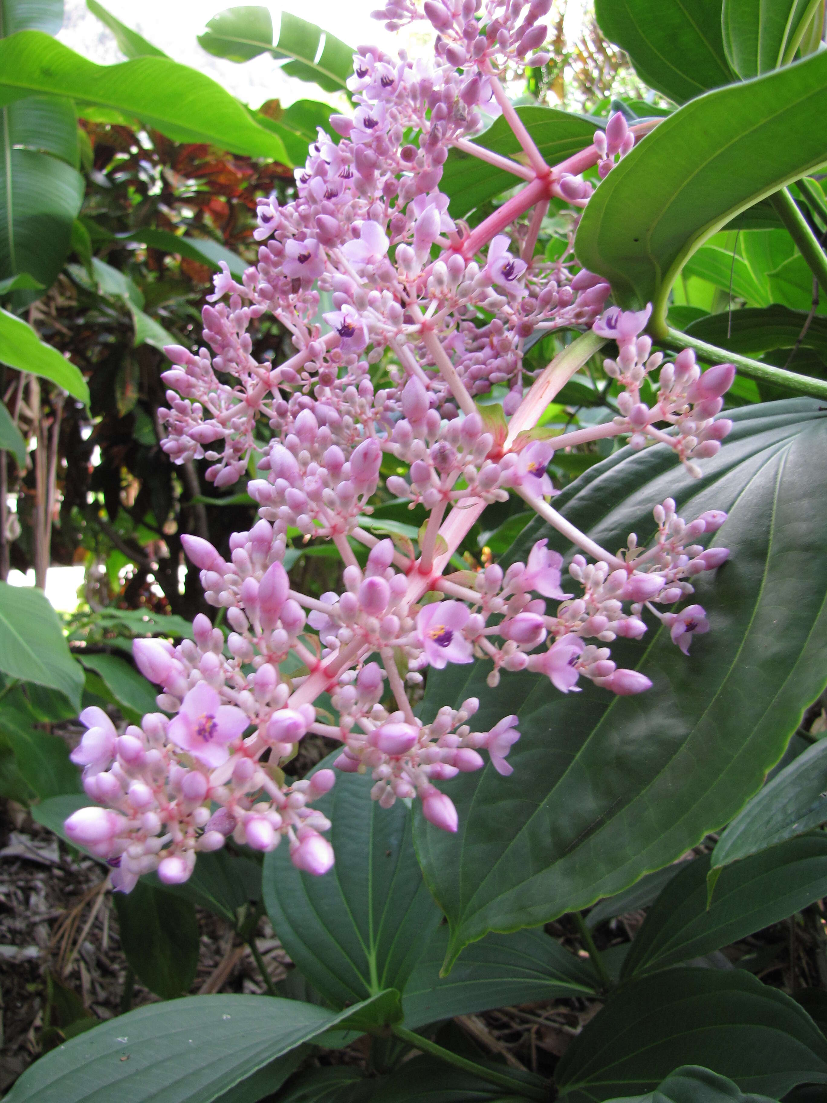 Image of medinilla