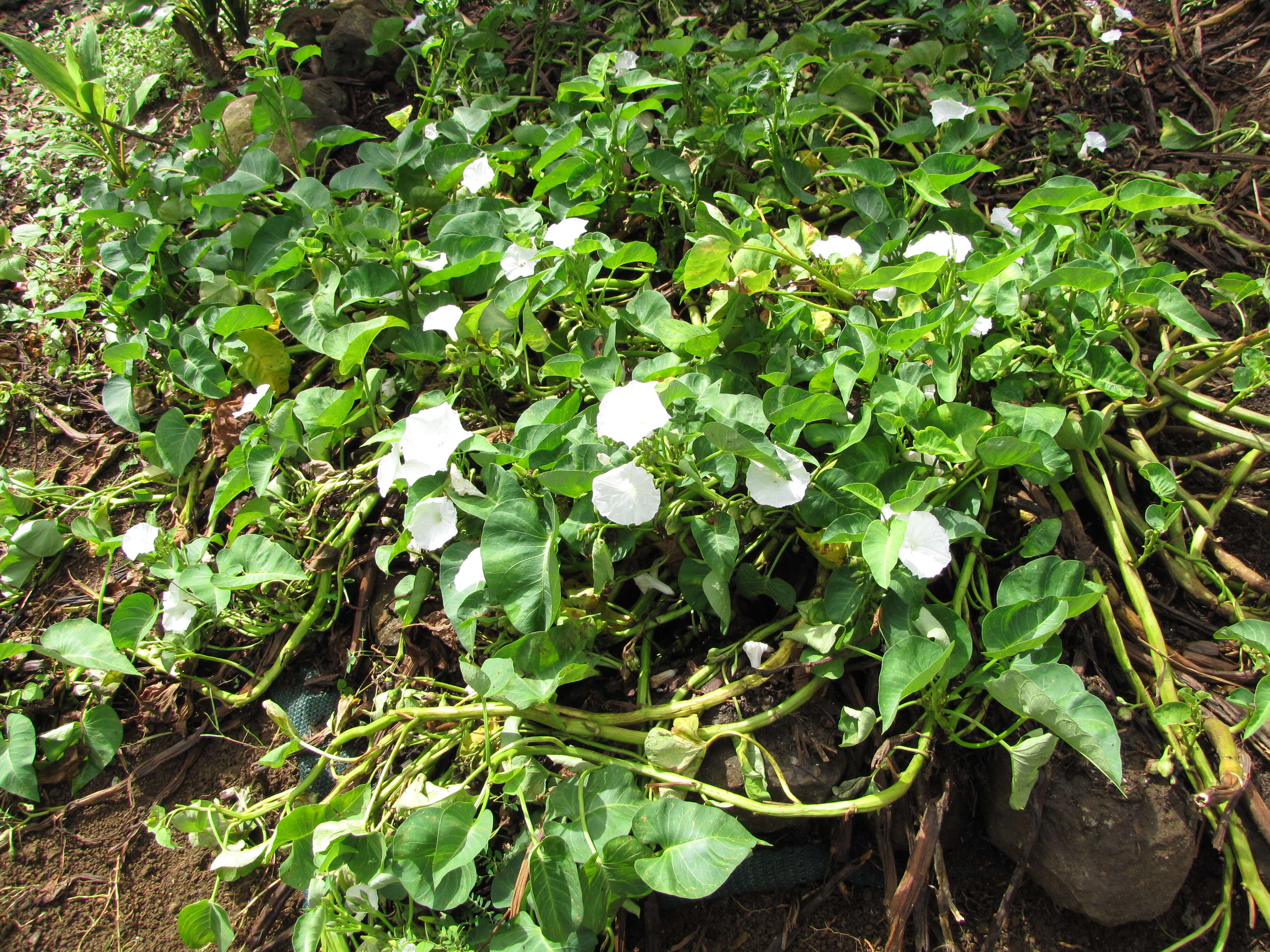 Image of kangkung