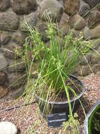 Image of Sticky Flatsedge