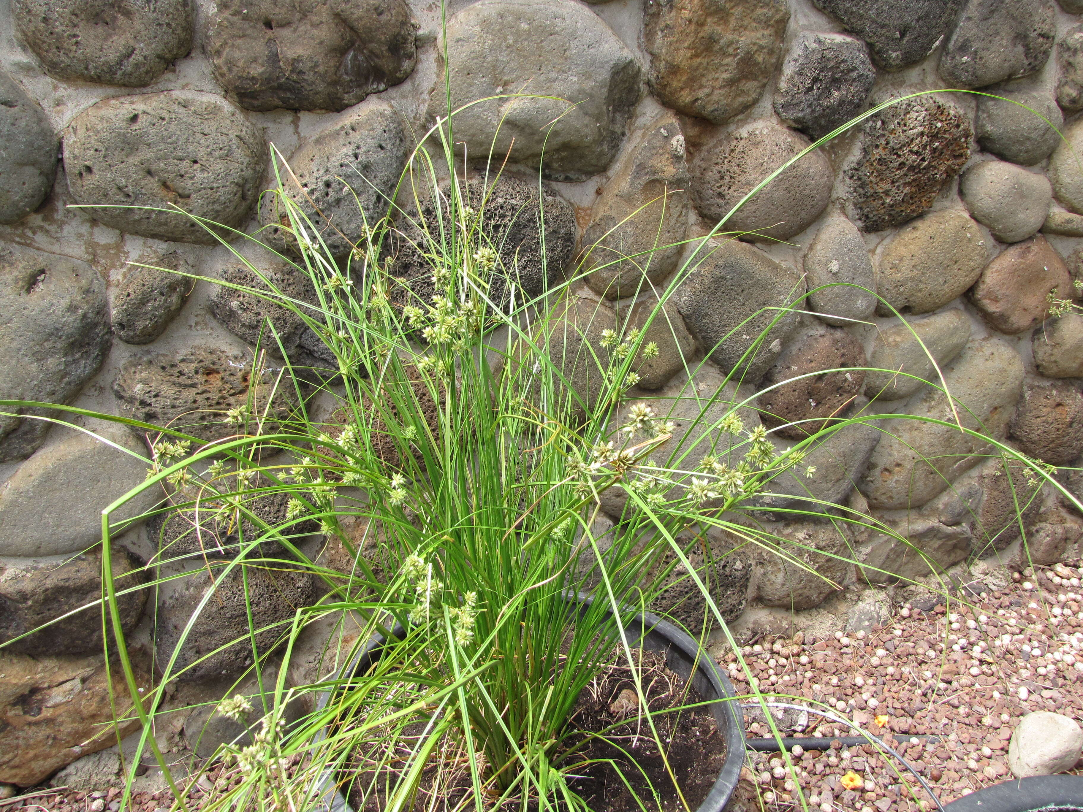 Image of Sticky Flatsedge