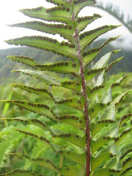 Image of Boston swordfern