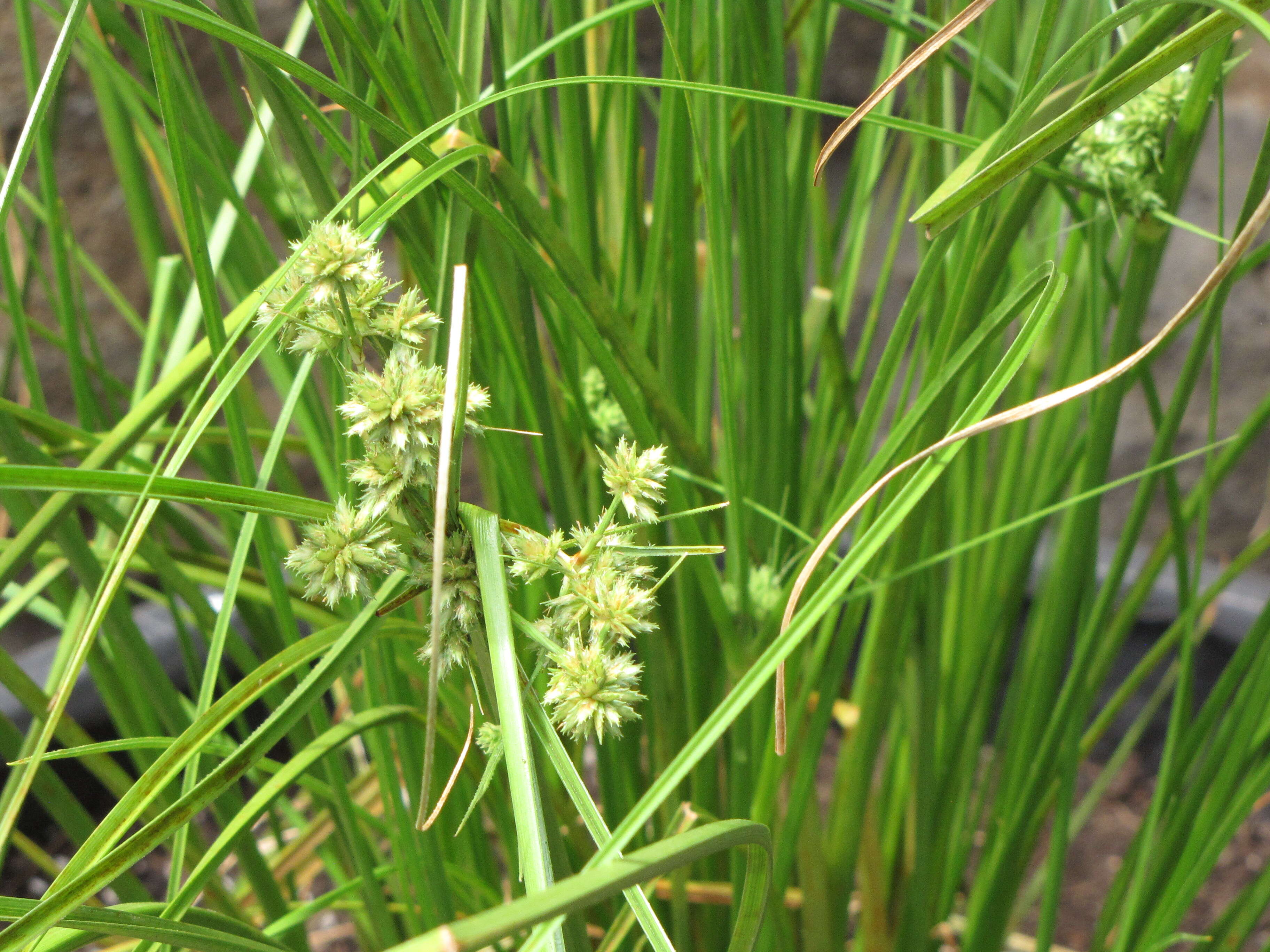 Image of Sticky Flatsedge