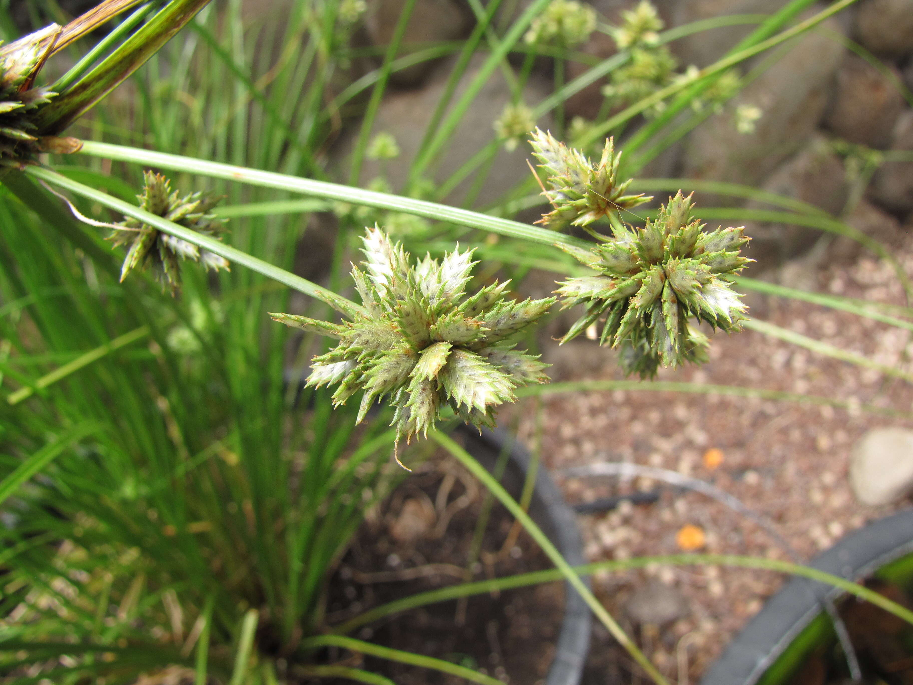 Image of Sticky Flatsedge