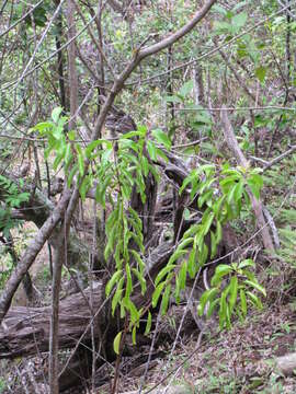 Image of Haleakala sandalwood