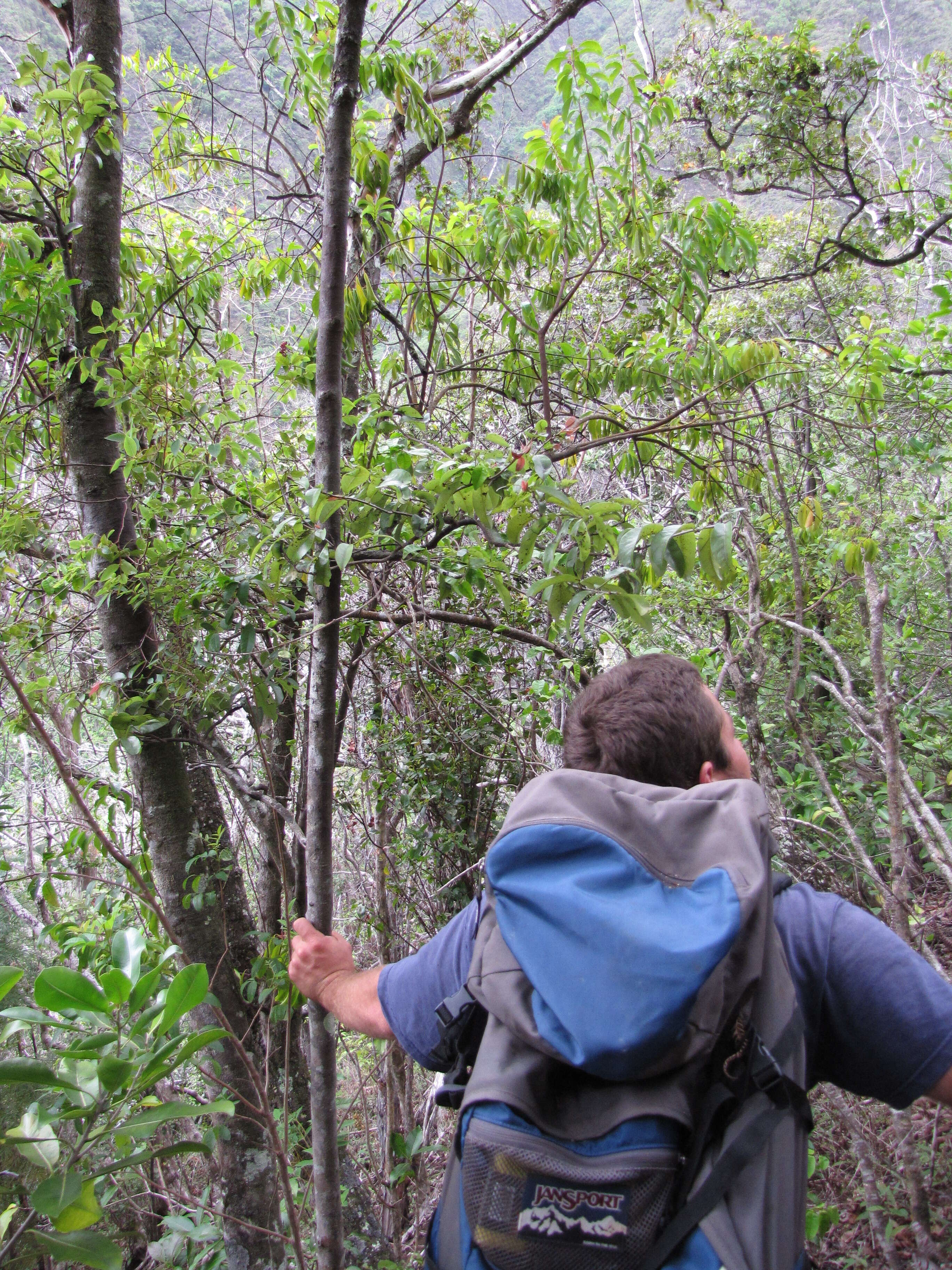 Image of Haleakala sandalwood