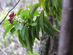 Image of Haleakala sandalwood