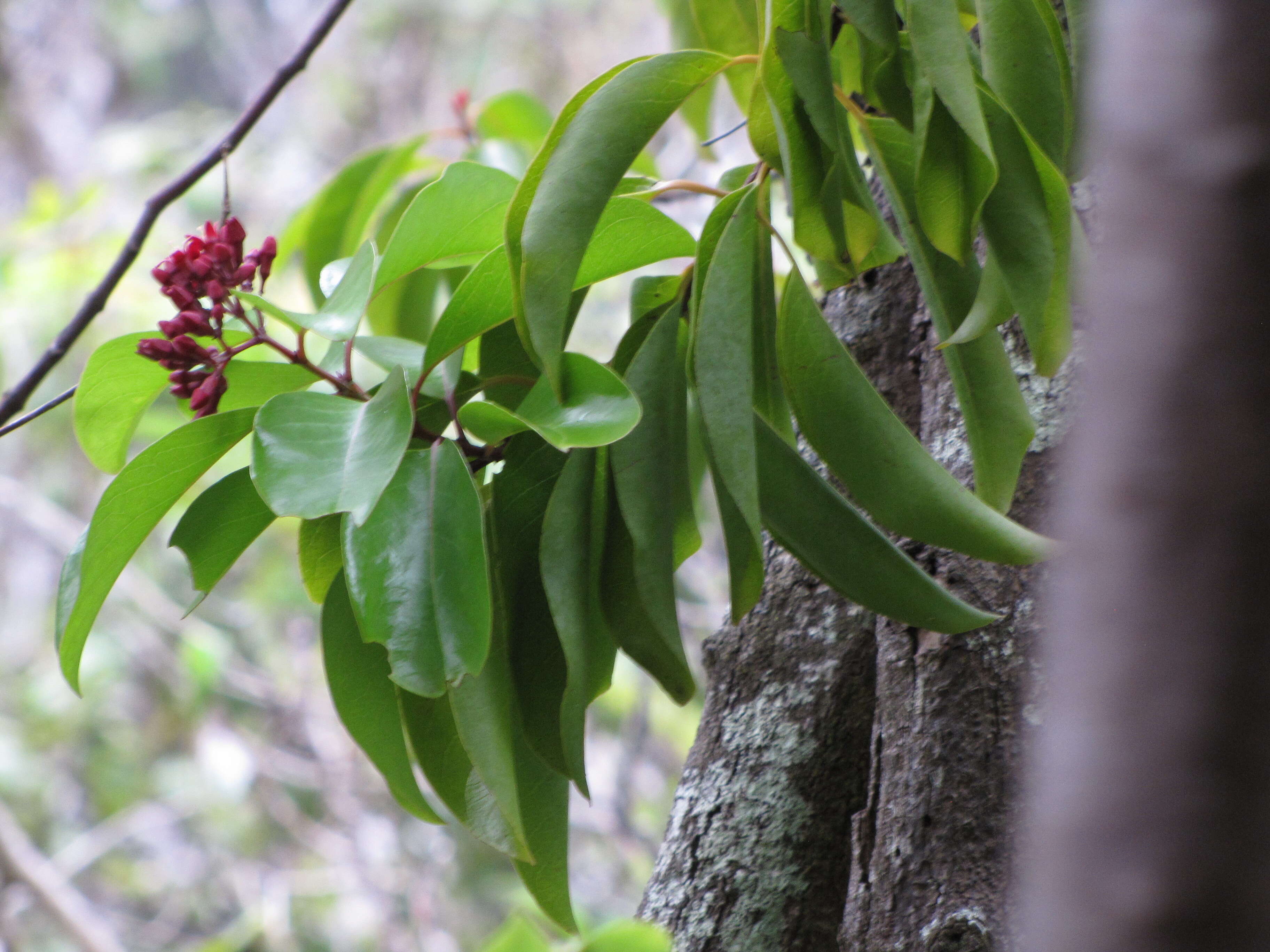 Image of Haleakala sandalwood